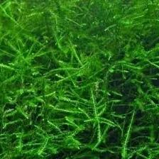 Plantes aquatiques