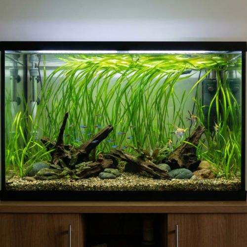 Plantes aquatiques #2