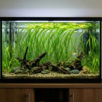 Plantes aquatiques #2
