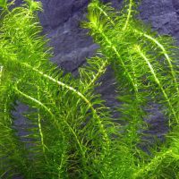 Plantes aquatiques #3