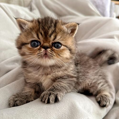 Chatons persan et exotic loof #1