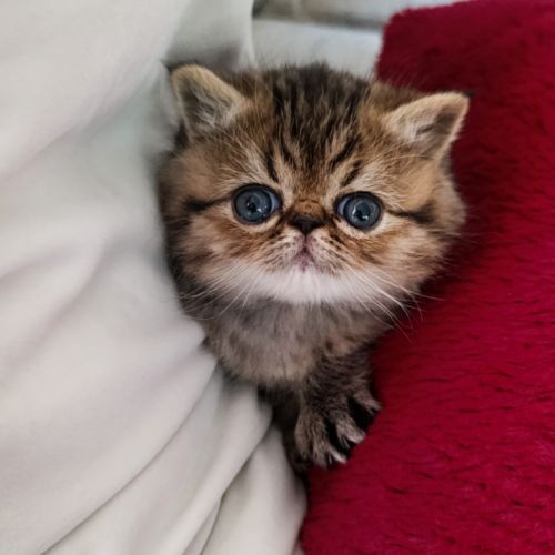 Chatons persan et exotic loof #3