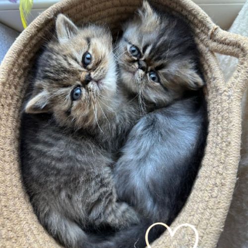 Chatons persan et exotic loof #4