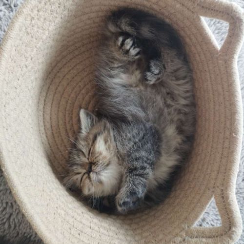 Chatons persan et exotic loof #5