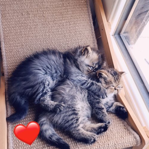 Chatons persan et exotic loof #6