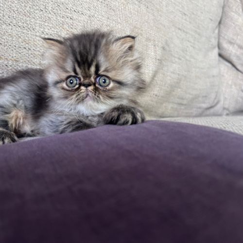 Chatons persan et exotic loof #7
