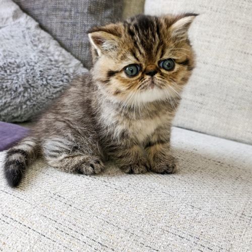 Chatons persan et exotic loof #8