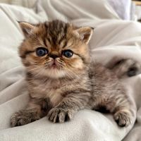 Chatons persan et exotic loof #1