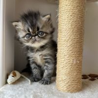 Chatons persan et exotic loof #2
