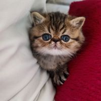 Chatons persan et exotic loof #3