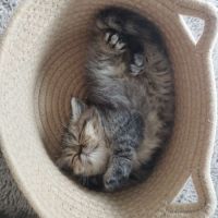 Chatons persan et exotic loof #5