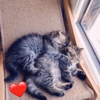 Chatons persan et exotic loof #6