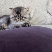 Chatons persan et exotic loof #7