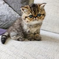 Chatons persan et exotic loof #8