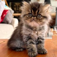 Chatons persan et exotic loof