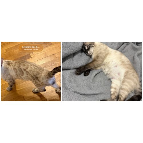 Chaton bengal snow lynx charcoal