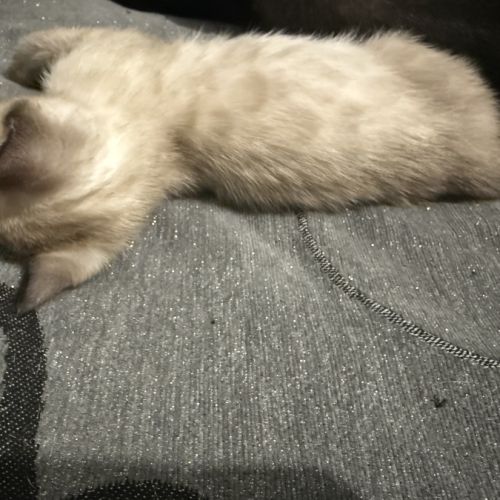 Chaton bengal snow lynx charcoal #2