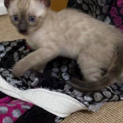 Chaton bengal snow lynx charcoal #3