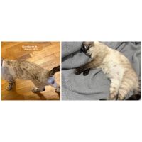 Chaton bengal snow lynx charcoal #0