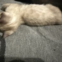 Chaton bengal snow lynx charcoal #2