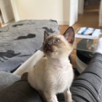 Chaton bengal snow lynx charcoal #4