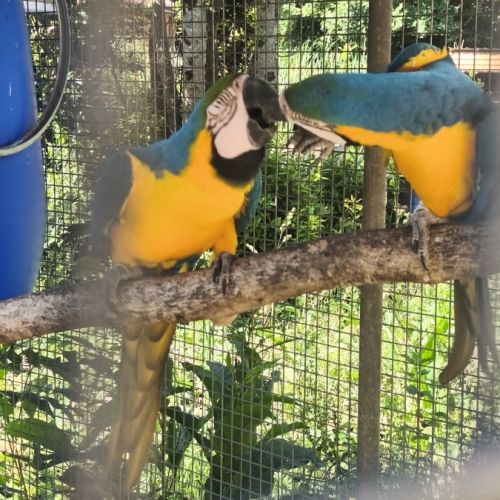 Couple ara ararauna (f&m) #0