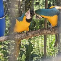 Couple ara ararauna (f&m)