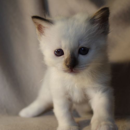 A reserver - chaton sacre de birmanie loof #0