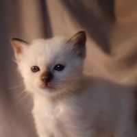 A reserver - chaton sacre de birmanie loof #1
