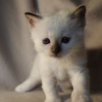 A reserver - chaton sacre de birmanie loof