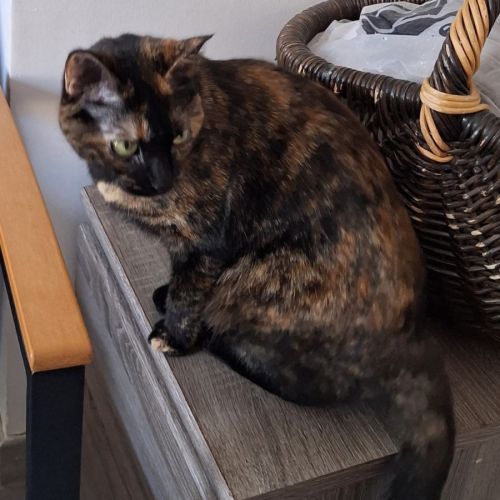 Minette smarties #5