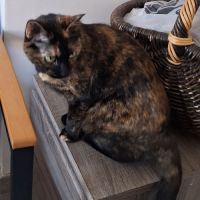 Minette smarties #5