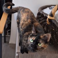 Minette smarties #6