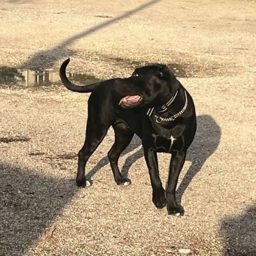 Chienne télya #3
