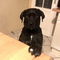 Chienne télya #0