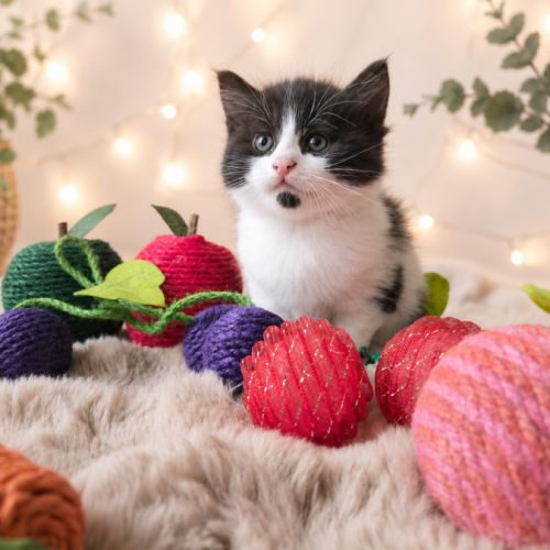 Chaton bicolores #1