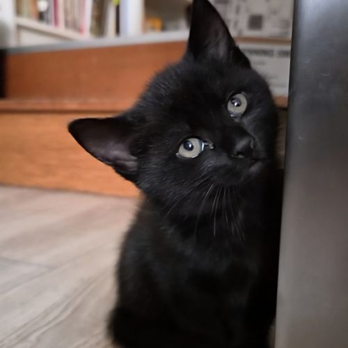 Chaton bicolores