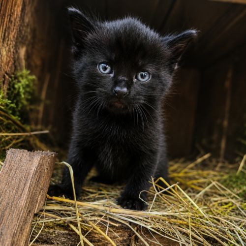 Chaton bicolores #3