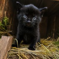Chaton bicolores #3