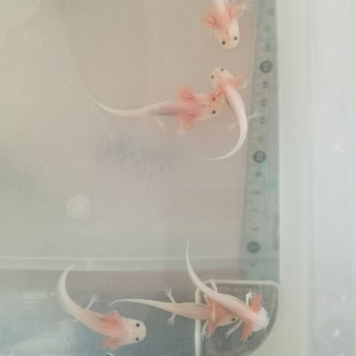 Axolotls leucistique bientôt disponibles #0