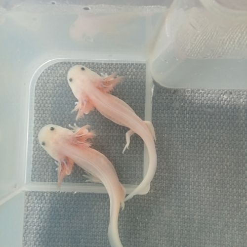 Axolotls leucistique disponibles
