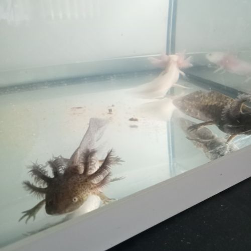 Axolotls leucistiques et sauvages disponibles #0