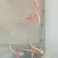 Axolotls leucistique bientôt disponibles