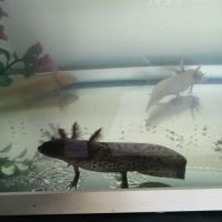 Axolotls leucistiques et sauvages disponibles