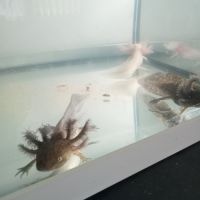 Axolotls leucistiques et sauvages disponibles