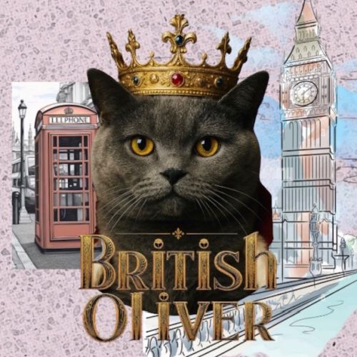 Mâle et femelle british shorthair et longhair #1