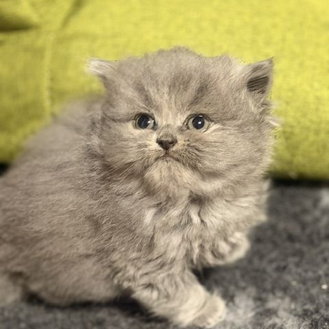 Male et british shorthair et longhair #1