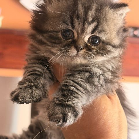 Male et british shorthair et longhair #3