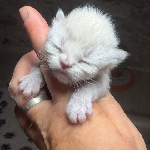 Male et british shorthair et longhair #4