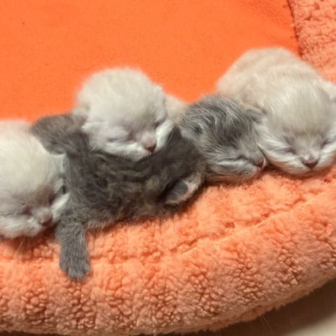 Male et british shorthair et longhair #5